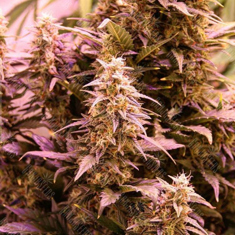 семена конопли медицинской CBD New York Diesel feminised