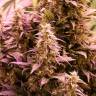 семена конопли медицинской CBD New York Diesel feminised
