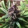 Auto Buddha Purple Kush feminised Buddha Seeds Auto Buddha Purple Kush feminised Buddha Seeds