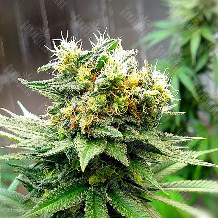 где можно заказать семена конопли Auto Turgai feminised Bang Seeds