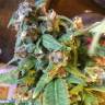 семена конопли почтой Purple Ryder regular Ganja Seeds семена конопли почтой Purple Ryder regular Ganja Seeds