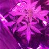 семена конопли в оригинальных упаковках Auto Pineapple Express feminised Barneys Farm