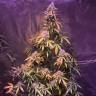 купить семена конопли Auto Pineapple Express feminised Barneys Farm