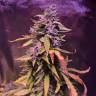 семена конопли Auto Pineapple Express feminised Barneys Farm