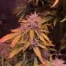 заказ семян конопли Auto Pineapple Express feminised Barneys Farm