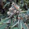 семена конопли для посадки купить Skywalker feminised Dutch Passion Seeds