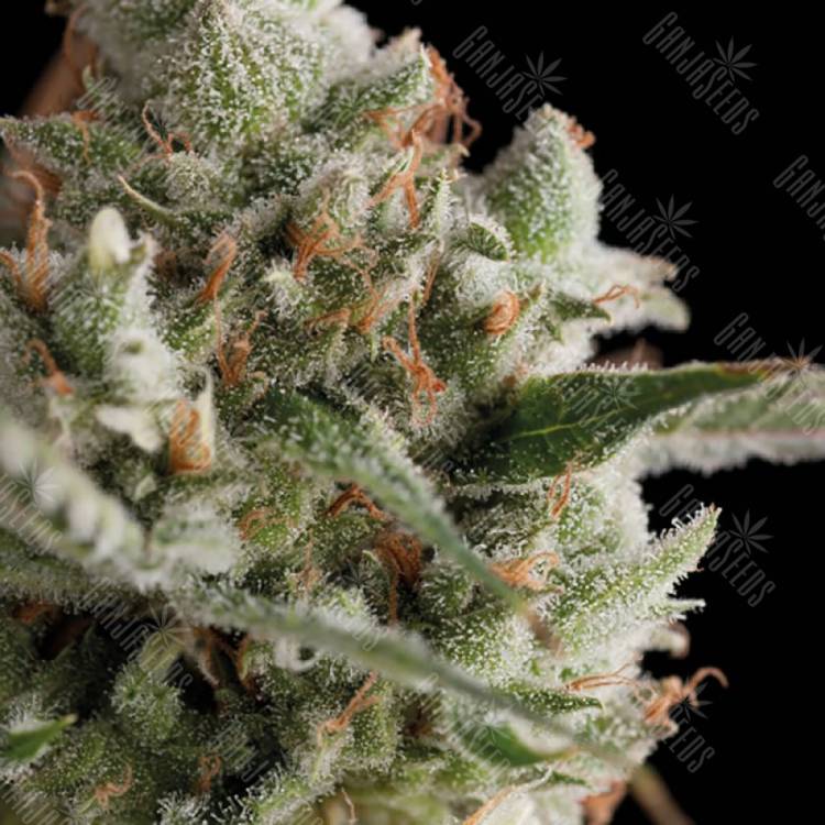 купить семена конопли Super Cheese feminised Trikoma Seeds