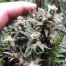 Семена конопли недорого Auto Chocolope feminised GanjaLiveSeeds