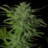 семена конопли для посадки купить Auto Ungurtas feminised Bang Seeds