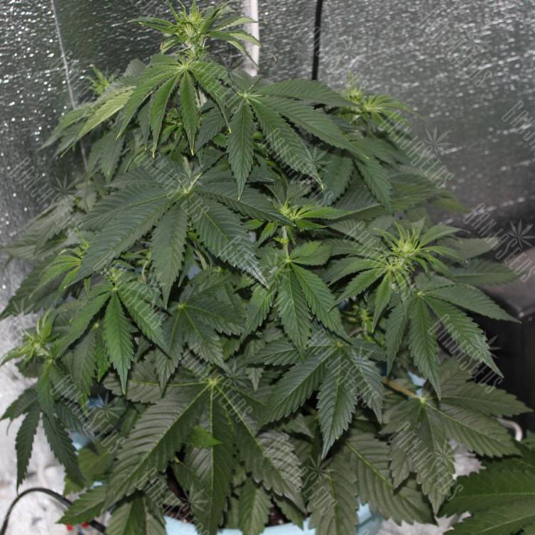 семена конопли f1 в оригинальной упаковке Auto Big Skunk regular