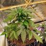 заказать качественные семена конопли Auto Purple Punch feminised Barneys Farm