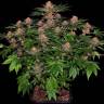 заказать на сайте семена конопли Auto Purple Punch feminised Barneys Farm