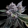 семена конопли интернет магазин Auto El Fuego feminised DNA Genetics