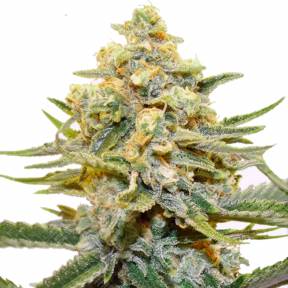 Snegurochka feminised Dutch Passion Seeds