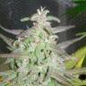 заказ семян конопли Maroc feminised Female Seeds