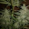 где заказать семена конопли Maroc feminised Female Seeds