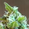 где заказать семена конопли Domina Haze feminised Kannabia Seeds