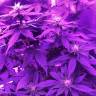 семена конопли в оригинальных упаковках White Rhino feminised Nirvana Seeds
