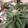 купить семена конопли White Rhino feminised Nirvana Seeds