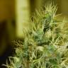 семена конопли гидропоники Double Dutch regular Serious Seeds