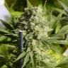 семена конопли в интернете Double Dutch regular Serious Seeds