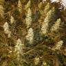 семена конопли дешево Double Dutch regular Serious Seeds