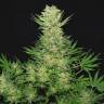 семена конопли с доставкой Double Dutch regular Serious Seeds