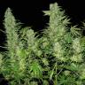 семена индийской конопли Double Dutch regular Serious Seeds