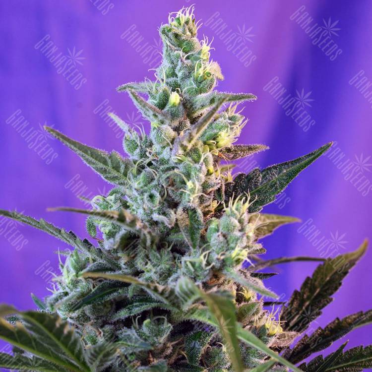 Семена марихуаны Auto Sweet Skunk feminised GanjaLiveSeeds
