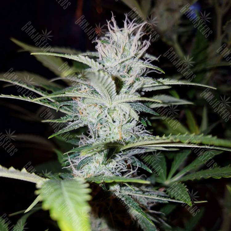 заказ семян конопли Спб Auto Pineapple feminised