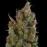 Auto Blue Cheese feminised Ganja Seeds