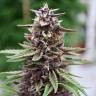 семена конопли для курения Auto Zaisan feminised Bang Seeds