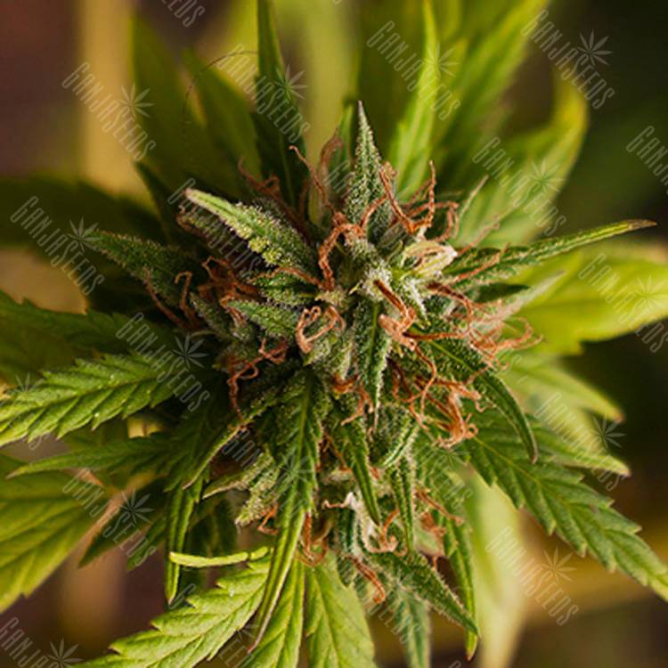 семена конопли с доставкой Trance feminised Dutch Passion Seeds