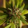семена конопли с доставкой Trance feminised Dutch Passion Seeds