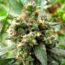 семена конопли в фирменной упаковке Trance feminised Dutch Passion Seeds