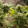 мощные семена конопли Trance feminised Dutch Passion Seeds