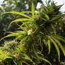 семена индийской конопли Trance feminised Dutch Passion Seeds