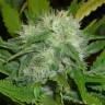 семена конопли почтой Dr. Jekill feminised Kannabia Seeds семена конопли почтой Dr. Jekill feminised Kannabia Seeds