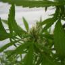 хорошие семена конопли Dr. Jekill feminised Kannabia Seeds хорошие семена конопли Dr. Jekill feminised Kannabia Seeds