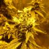 семена конопли Россия Sour Tangie feminised Reserva Privada