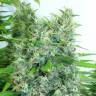 семена конопли сорта сатива Kali Mist regular Serious Seeds семена конопли сорта сатива Kali Mist regular Serious Seeds