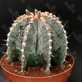 Astrophytum asterias x ornatum