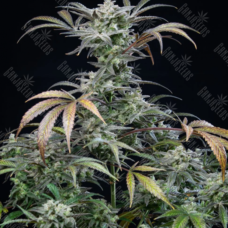 Tutankhamon feminised Ganja Seeds Tutankhamon feminised Ganja Seeds