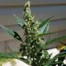 семена конопли гидропоники Auto Afghani regular семена конопли гидропоники Auto Afghani regular