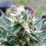 семена индийской конопли Auto Afghani regular семена индийской конопли Auto Afghani regular