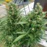 семена сортовой конопли Auto Afghani regular семена сортовой конопли Auto Afghani regular