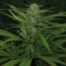 конопля семена сорта заказать Afghan Haze feminised конопля семена сорта заказать Afghan Haze feminised