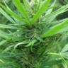 семена конопли Россия Afghan Haze feminised семена конопли Россия Afghan Haze feminised