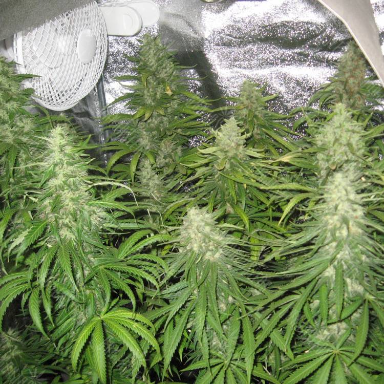 купить семена конопли Afghan Haze feminised