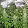 купить семена конопли Afghan Haze feminised